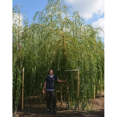 Kaskadpil - Salix sepulcralis 'Chrysocoma' - Stammens omkrets 20-25 cm, höjd 4-4,5 meter, HS,